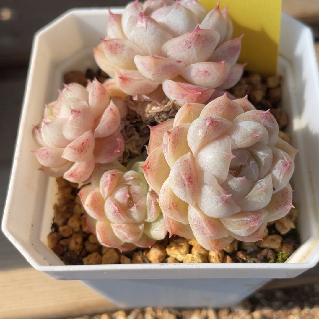 ****歌K宝女王多肉专拍福利1387