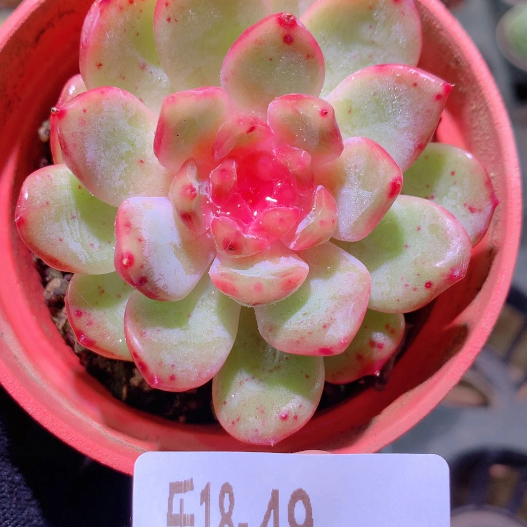 乐然18-49 新品单头