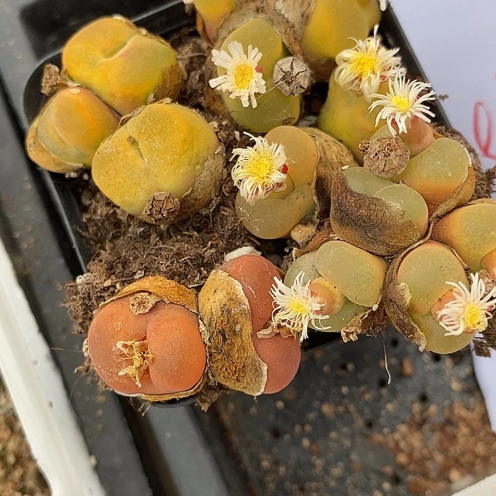 2556丝绒蟠桃一组。