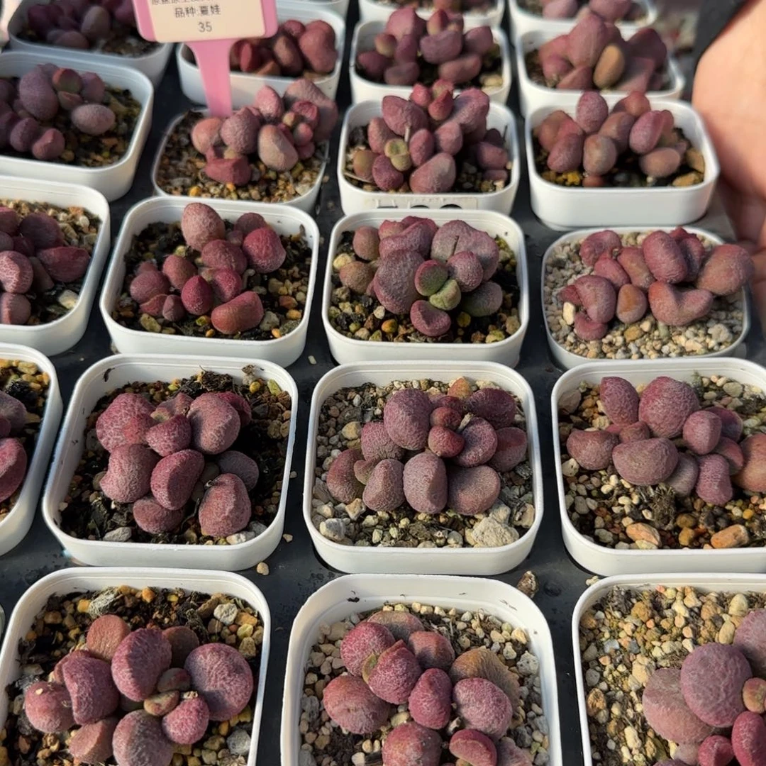 单颗夏娃量拍链接