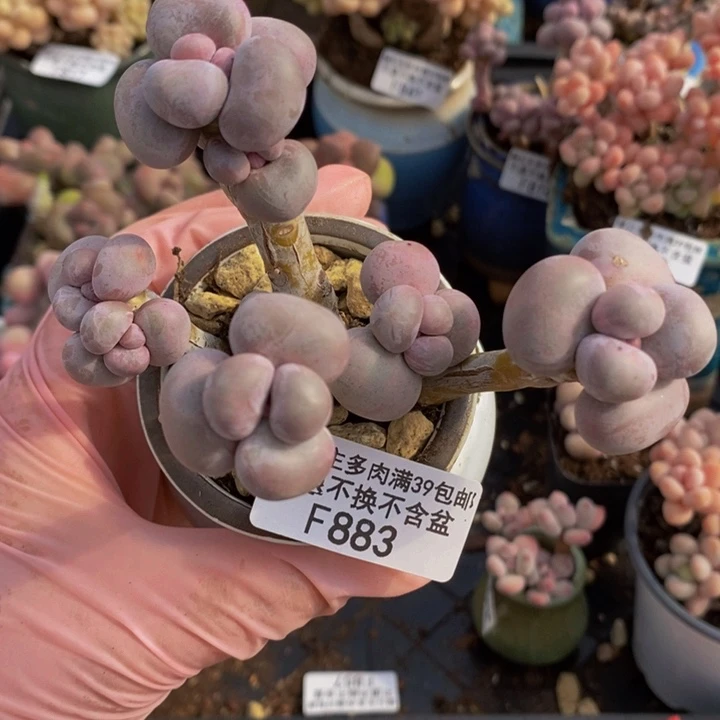 芭比奶洛883多肉植物