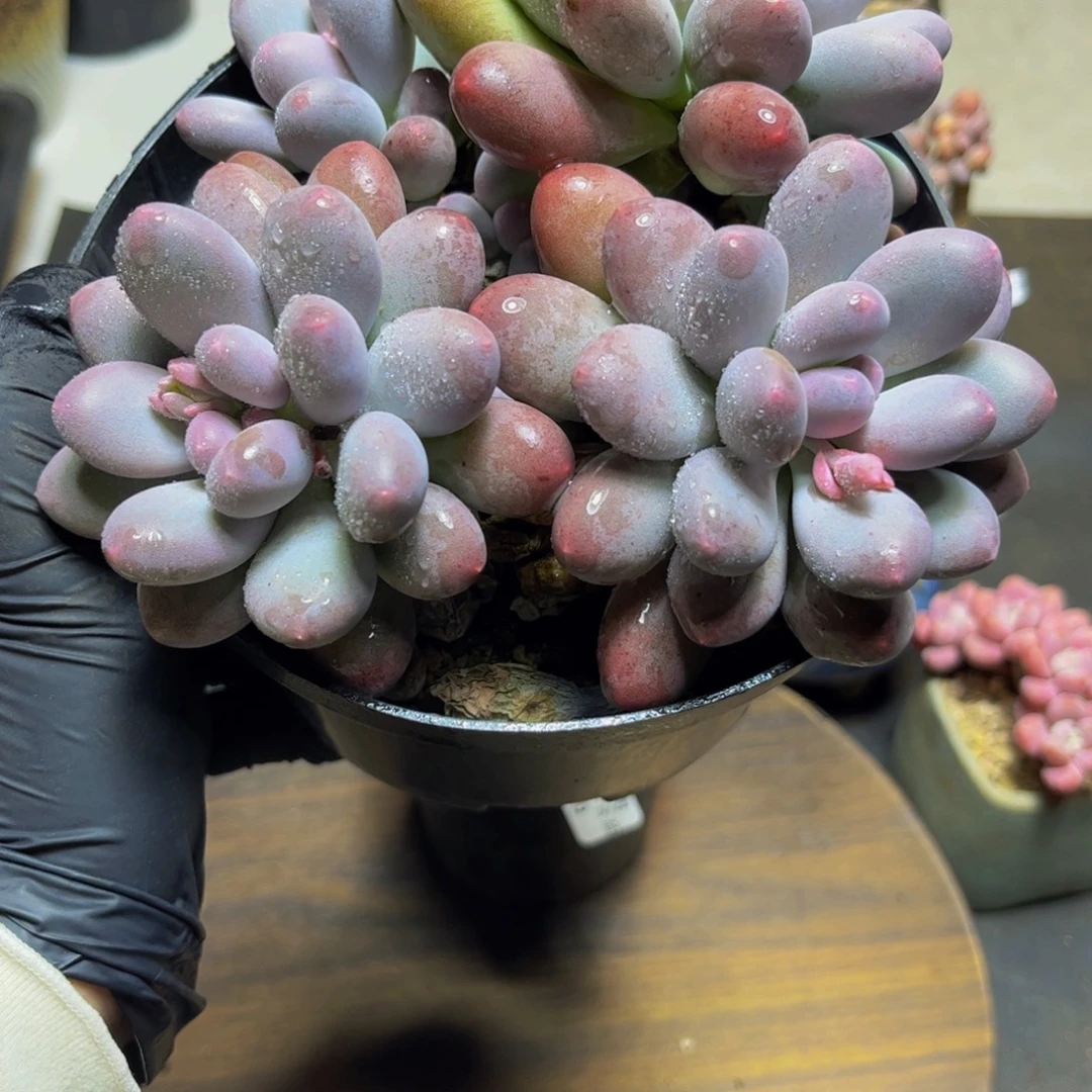 401大群彩虹奶15厘米多肉