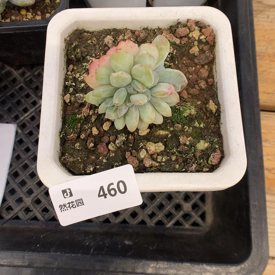 460星影石化多肉植物666