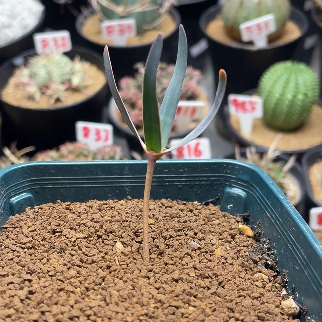 实生金边百岁兰带盆土11