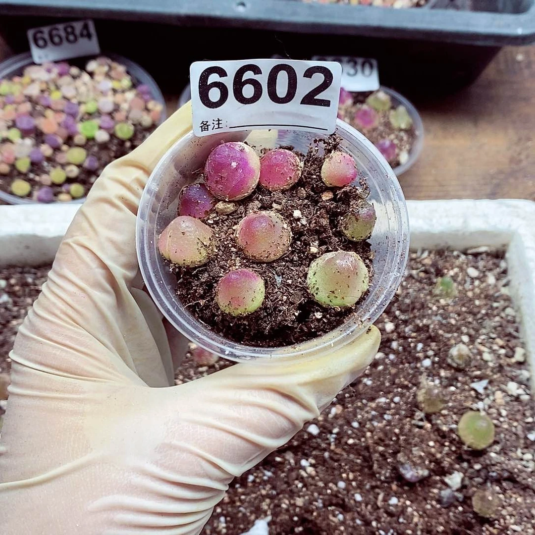 6602啊啊啊啊啊啊啊