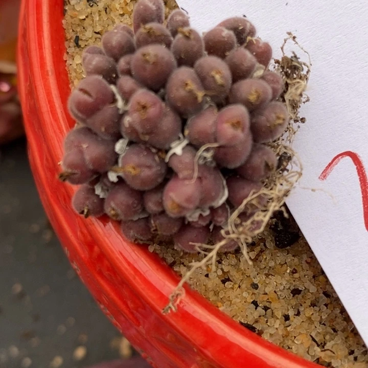 20100毛球一群一群