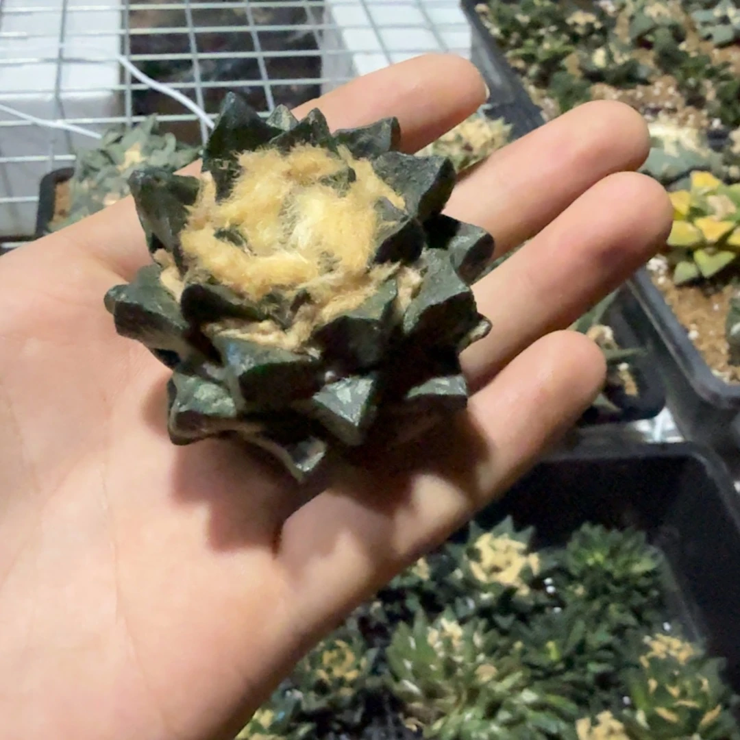 蒜****仙人球开花一个福利品有跟