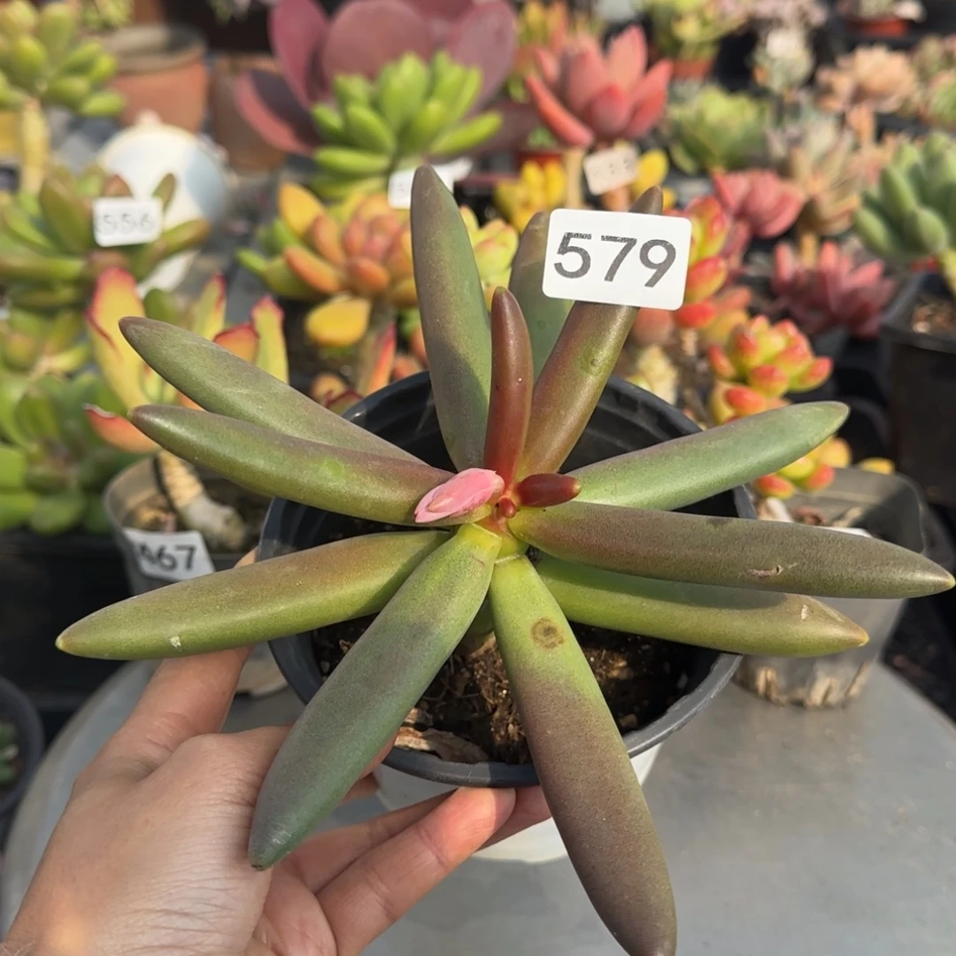 579号 一物一拍一物一拍