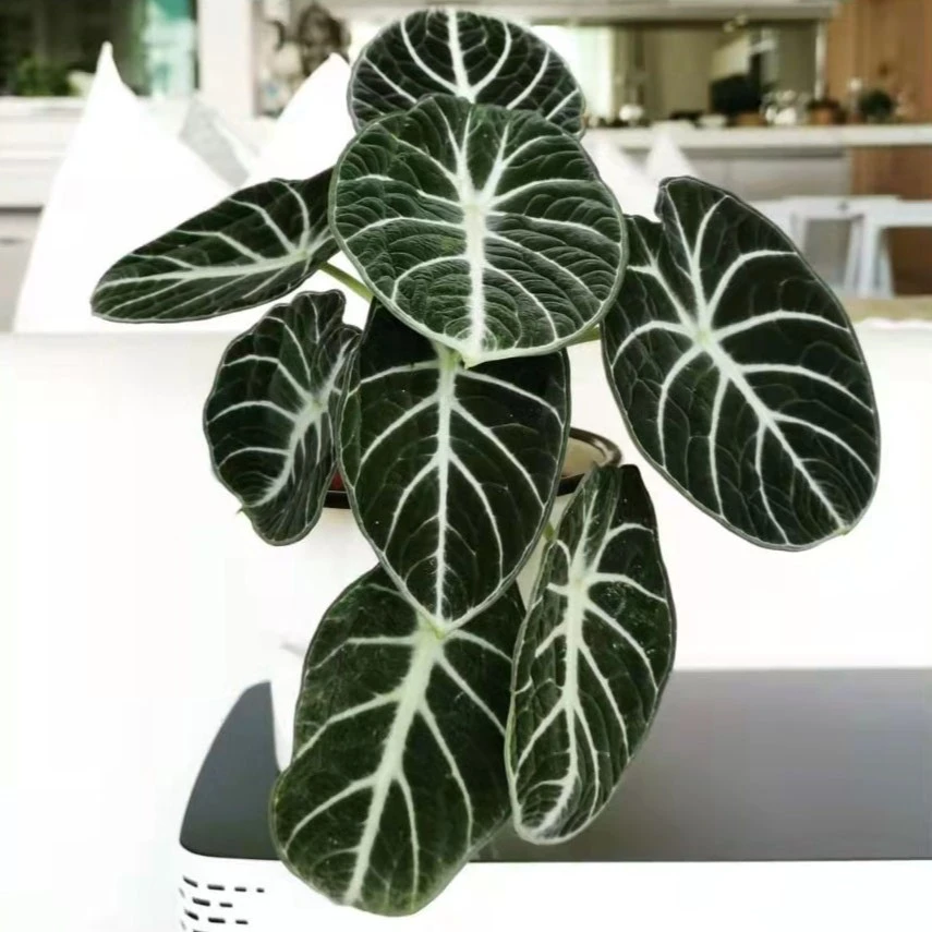 忍者海芋 室内观叶植物盆栽花卉绿植