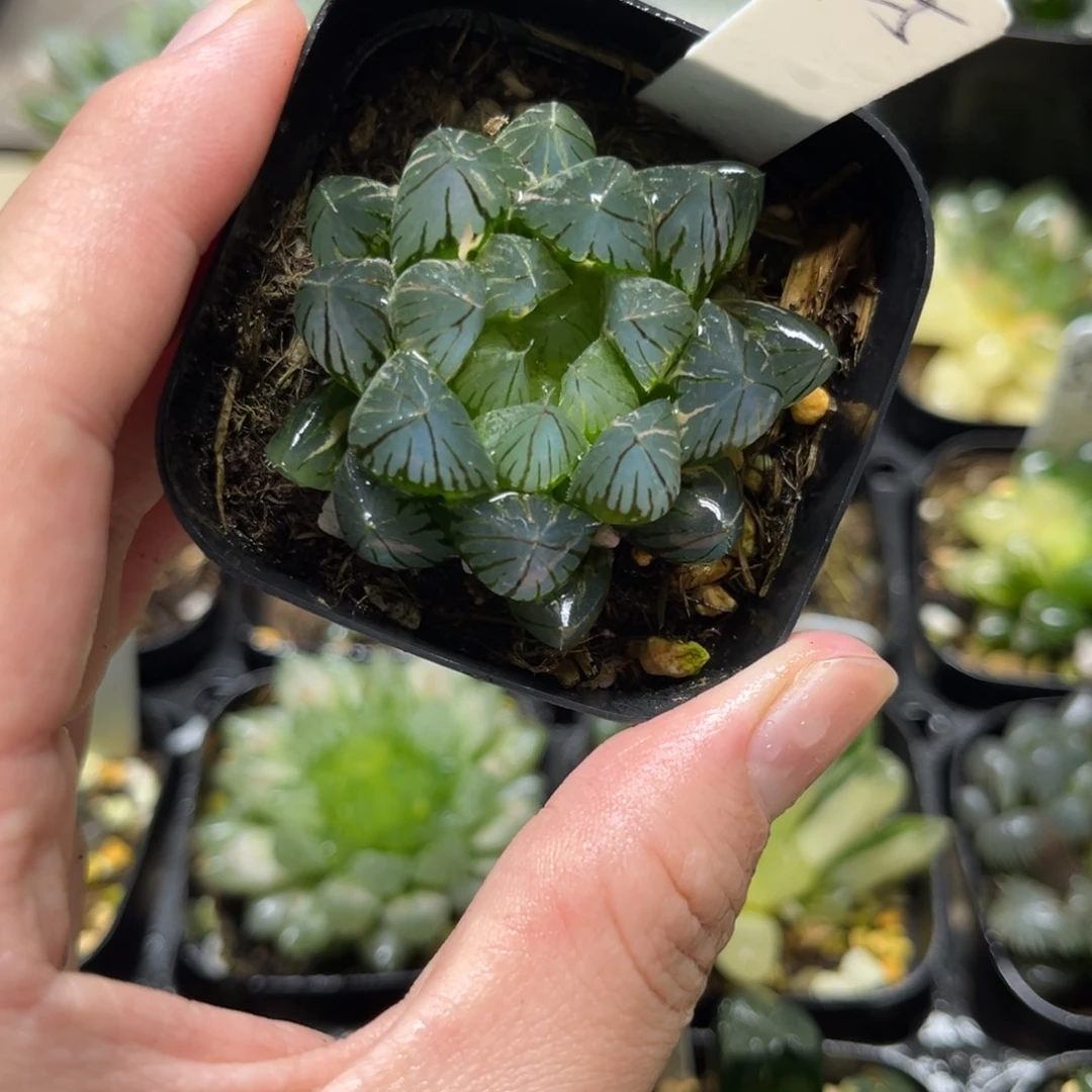 25龙爪玉露锦一物一拍