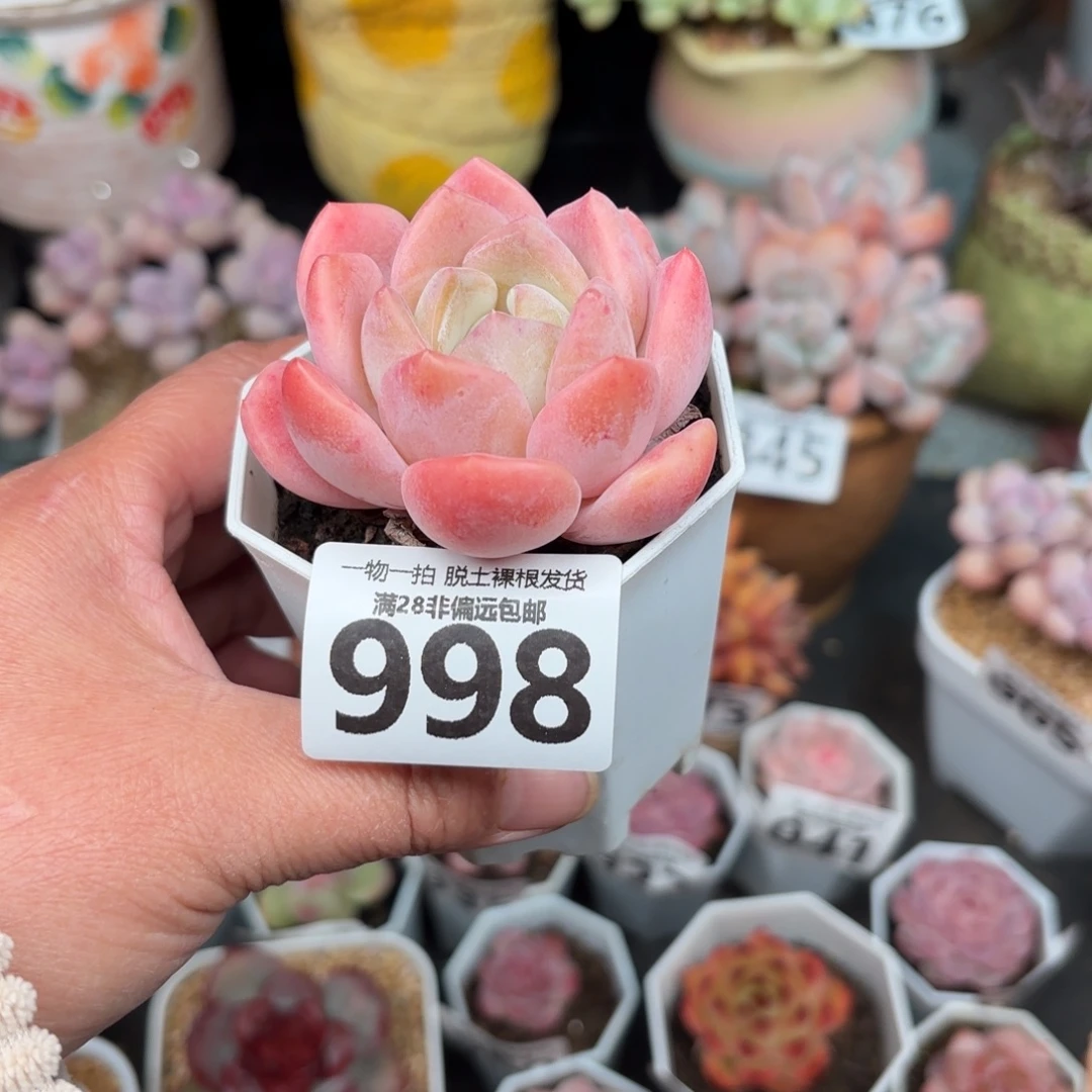 厚梦单头无盆土发货