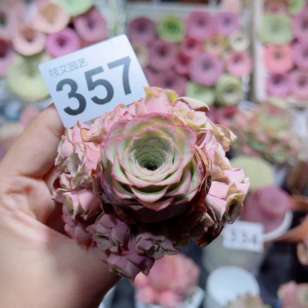 357水蜜桃杂手捧花。