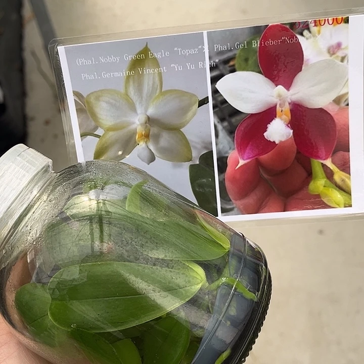 全部花苞鱼鱼交品瓶苗一瓶15颗可免费养1-个月发货