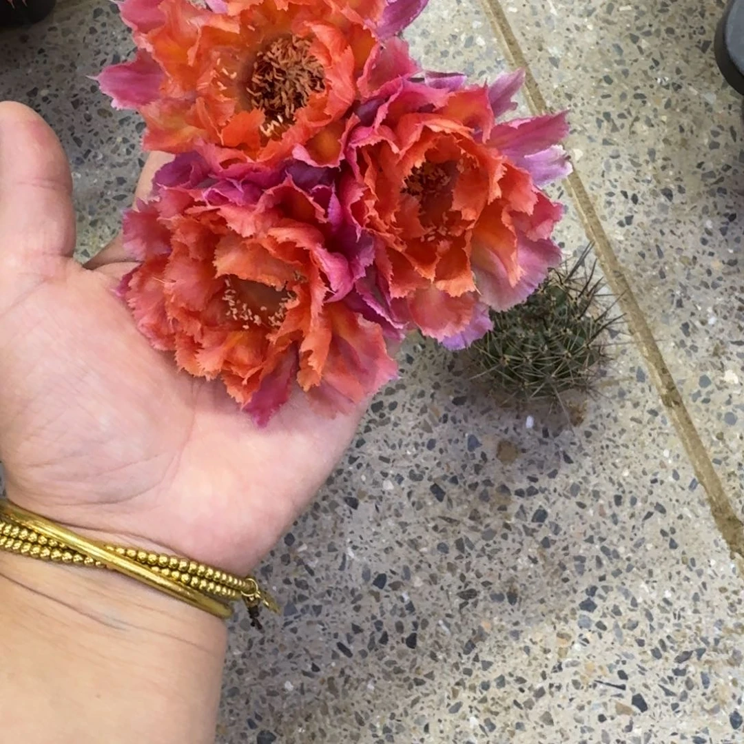 217彩草魅羽歪无根侧牙4公分左右，20包邮