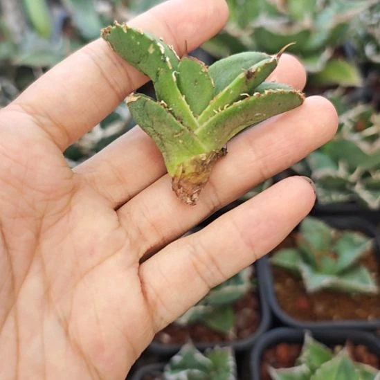 甲鱼仁王冠龙舌兰侧芽一颗