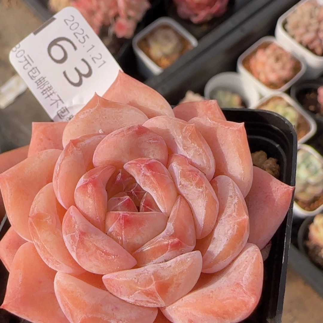 冰糖水晶单头一颗脱土