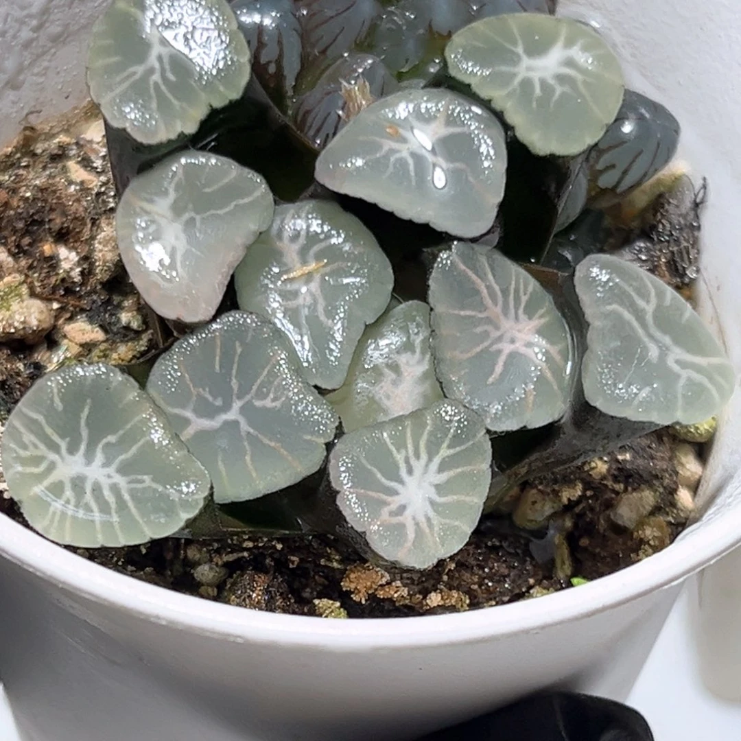 恭喜发财大吉大利0795