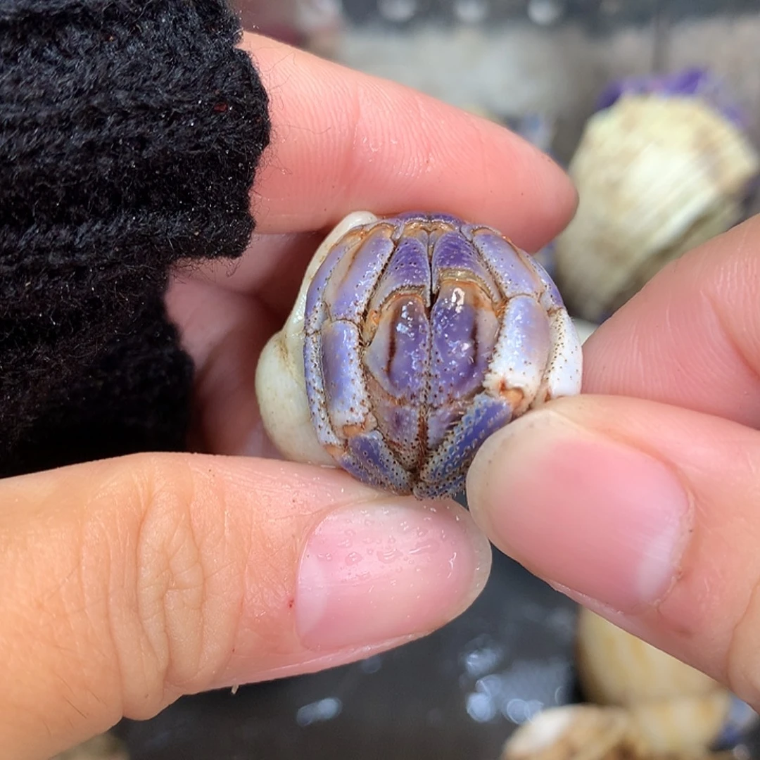 2.2口径奔跑的寄居蟹16号