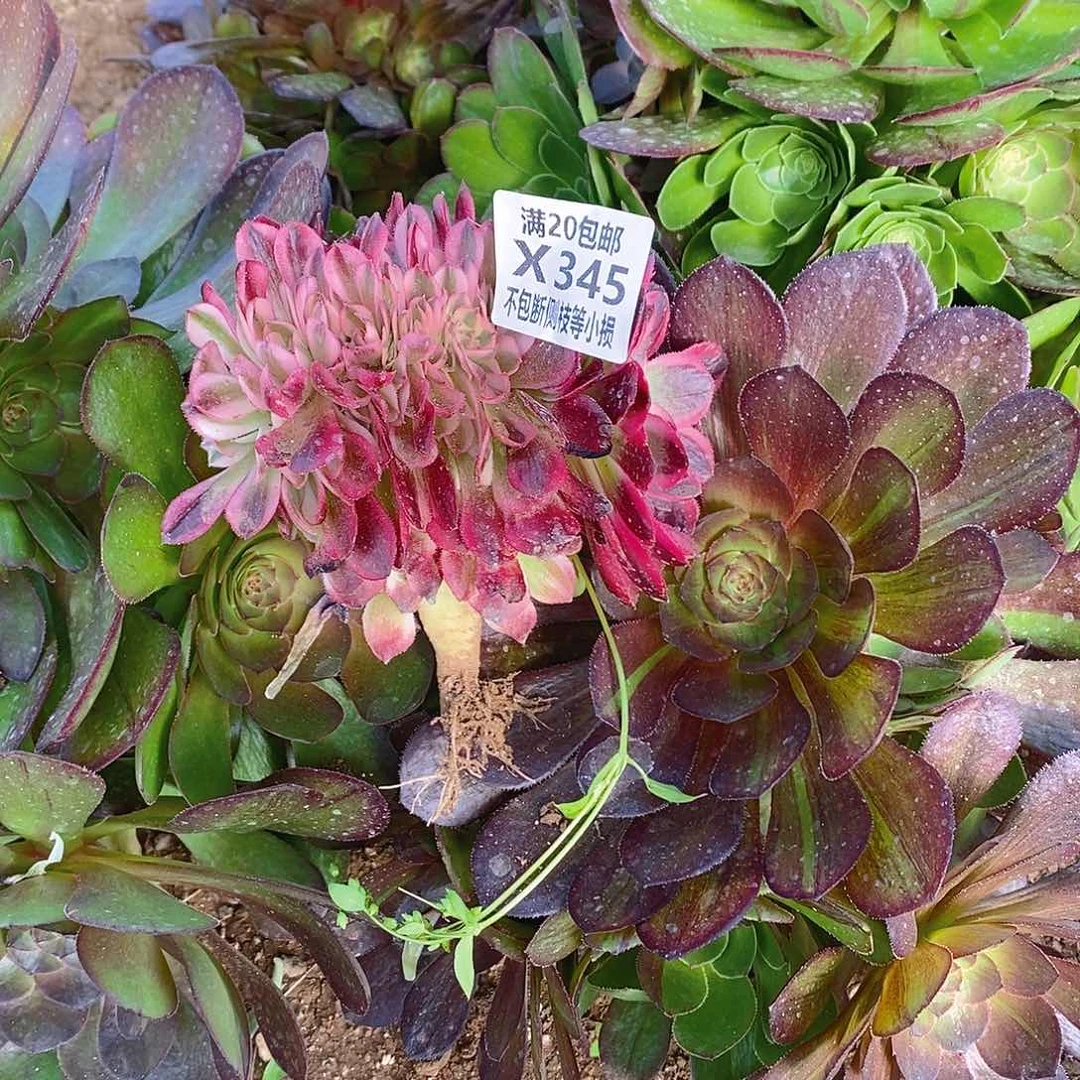 爱****伴345倾城缀化多肉法师锦