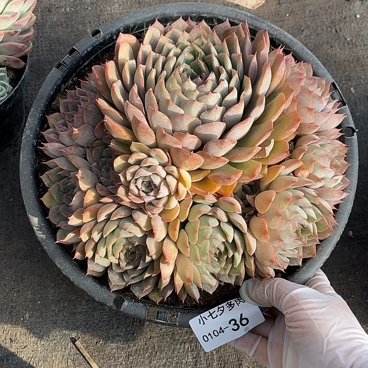 小七夕多肉猎户座36