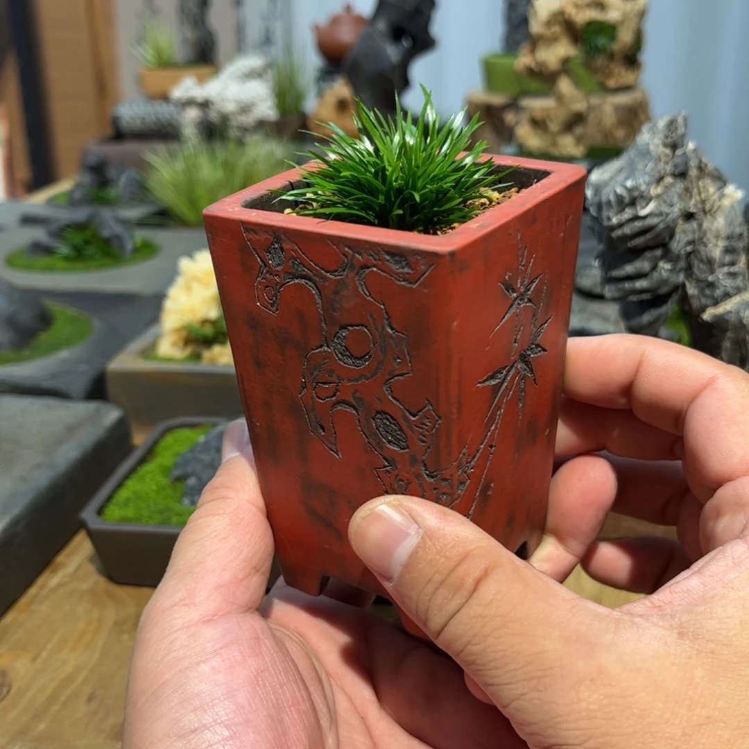 骚****紫砂花盆➕菖蒲特惠