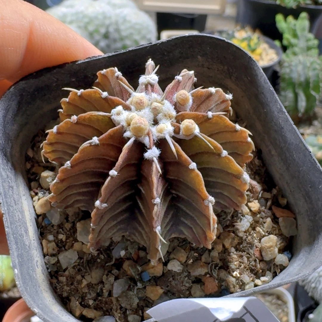 645肋骨牡丹脱土发货