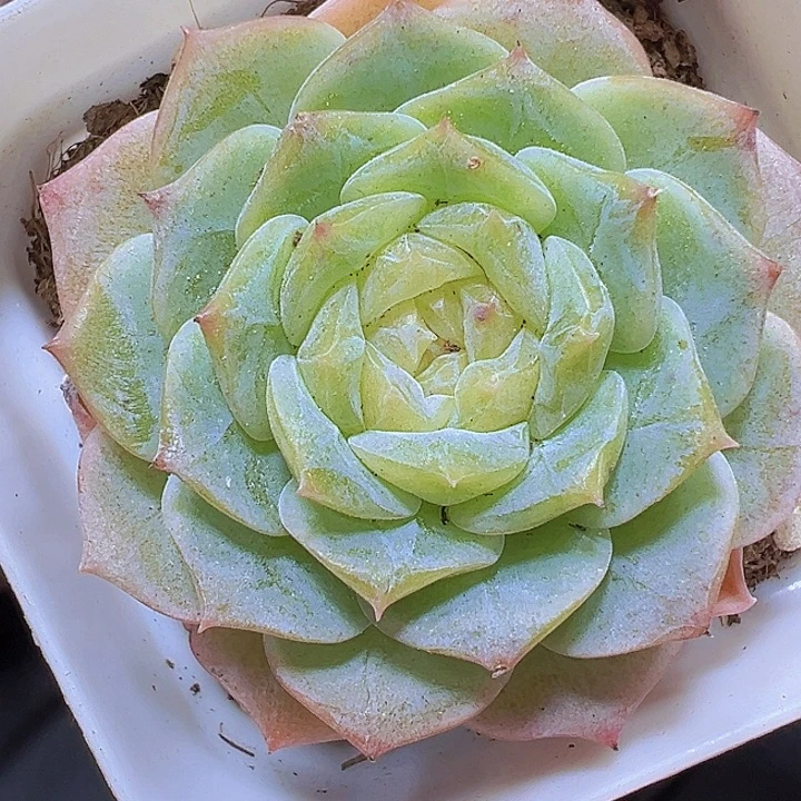 溏心纯爱19包邮多肉