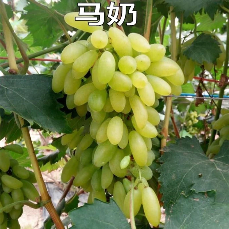 雨含新品种果树苗葡萄树苗爬藤南北方种植特大早熟马奶葡萄苗