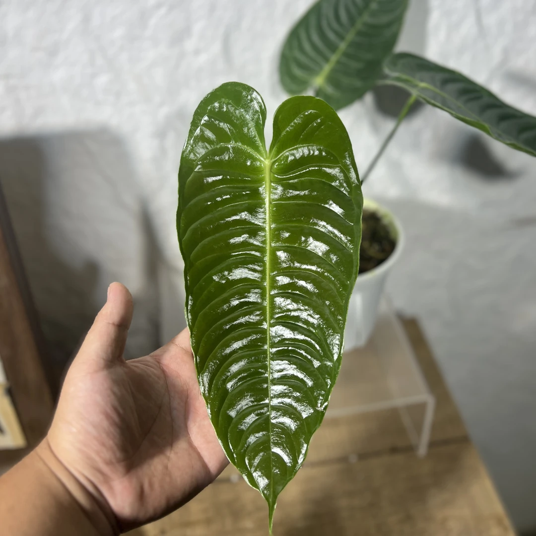 大颗火鹤王高端热植盆栽好养观叶绿植