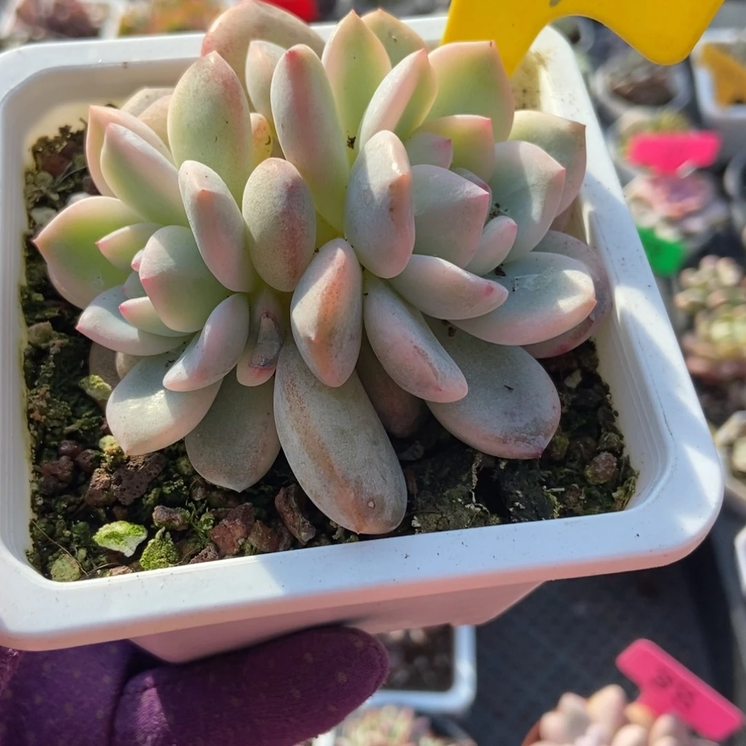 854梦露锦多肉植物