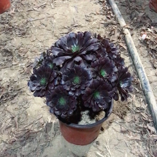 在***.黑铜法师多肉植物39