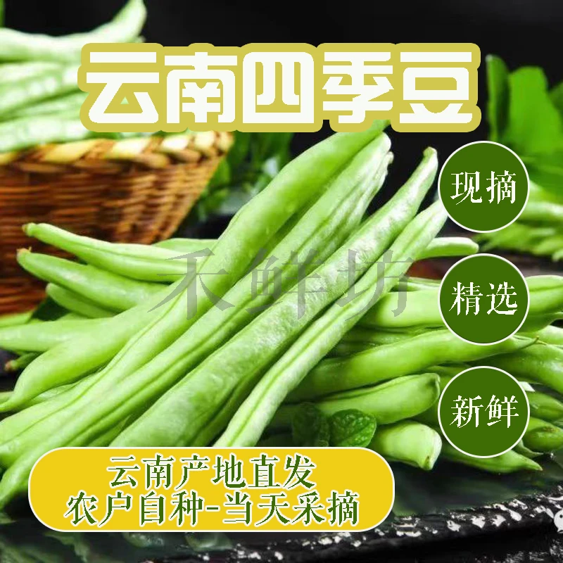 云南露天种植四季豆新鲜农家当季优翠绿四季豆整箱健康新鲜源头