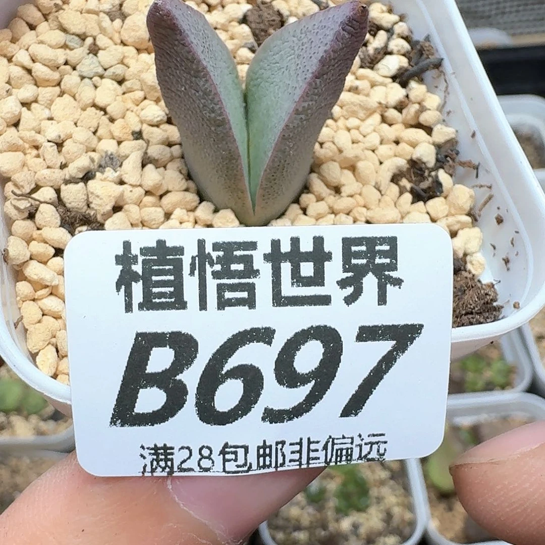 多肉W多肉植物的润泽额