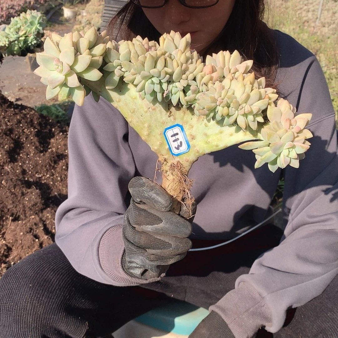 113 淡雪缀 一物一拍