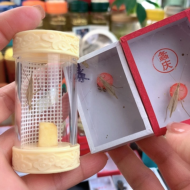 临***风两套一只泰竹一只柬埔寨不要过虫器