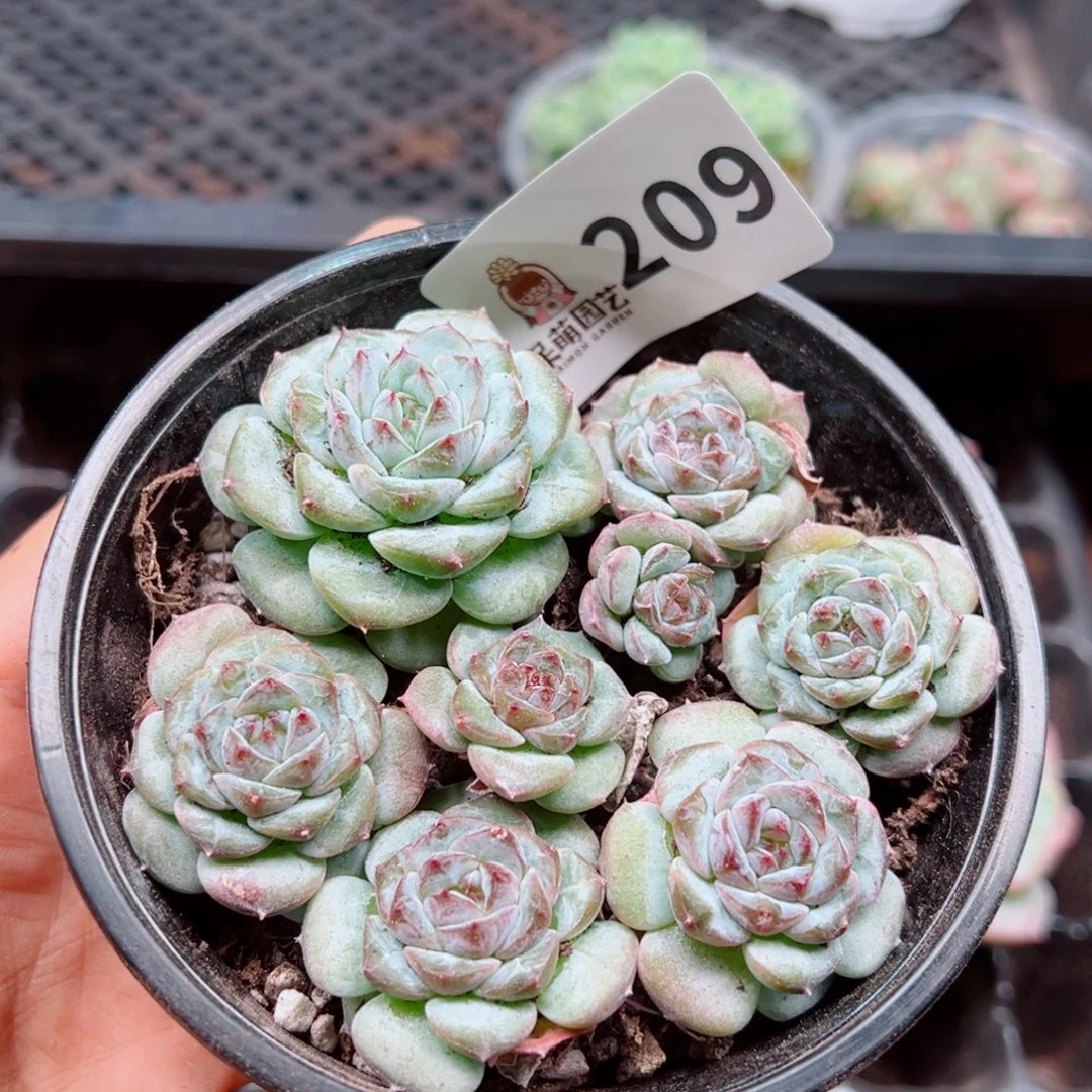 多肉植物多肉植物