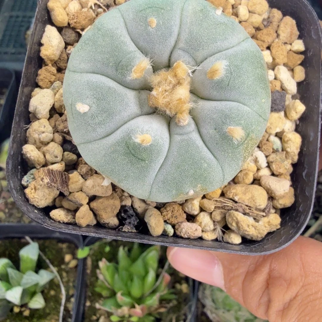 无*多肉植物多肉植物