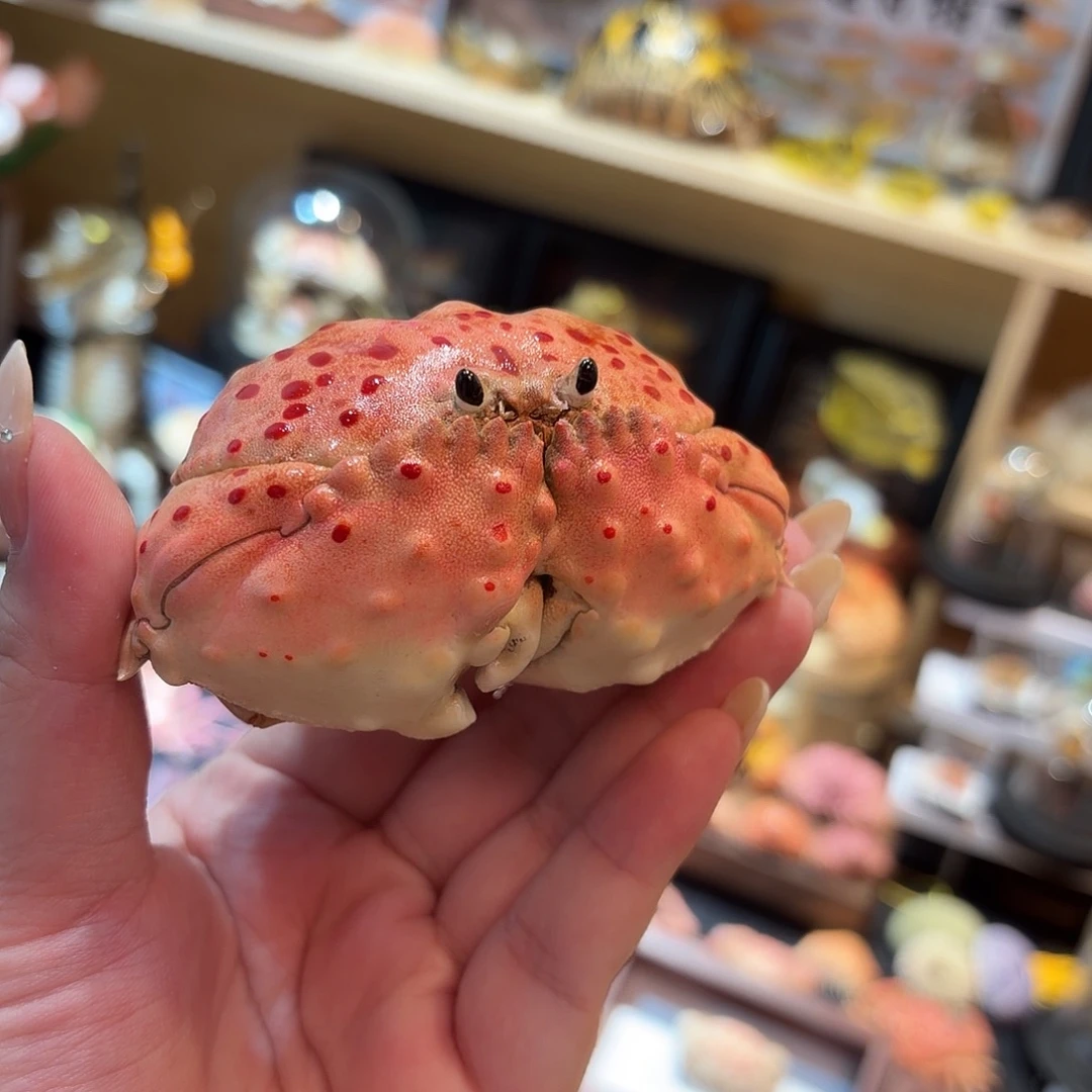 真实泡突馒头蟹标本