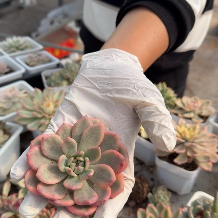 爱丽儿锦多肉植物