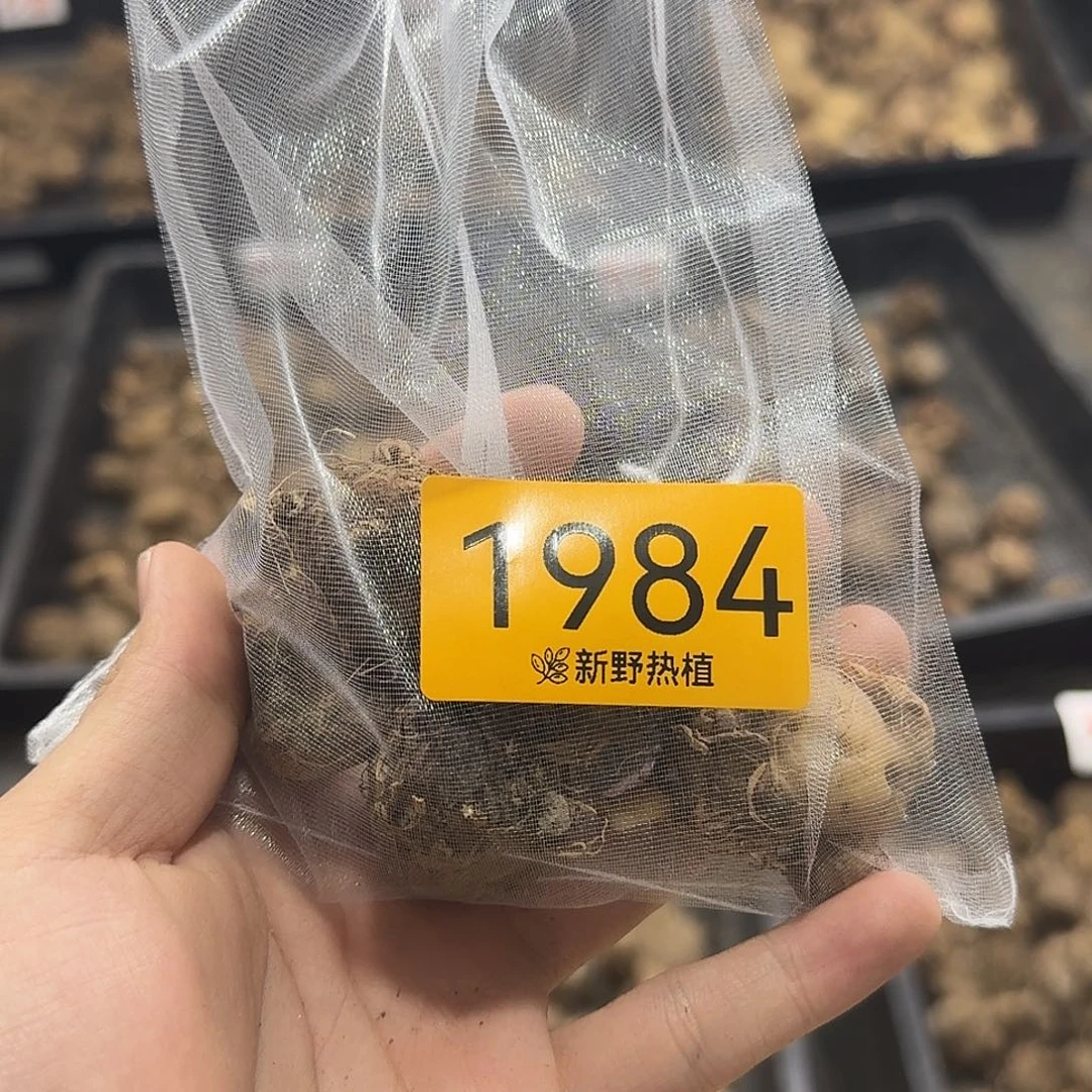 完全开放1984红酒飞溅裸球不售后