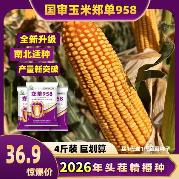 郑单958升级版提纯复壮高产玉米种4斤5300粒