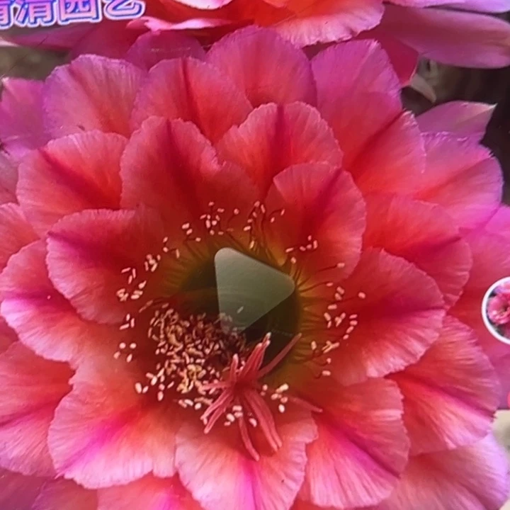清清四朵金花侧牙瑕疵黑点掉刺