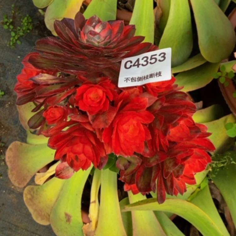 【闪购商品】李***姐4353黑魔多肉