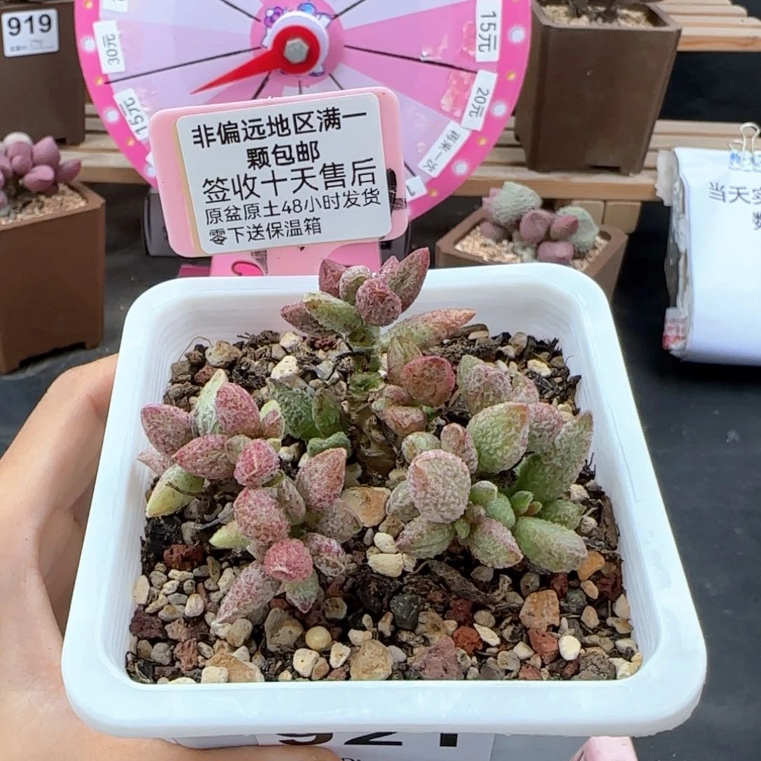 921七彩仙女多肉