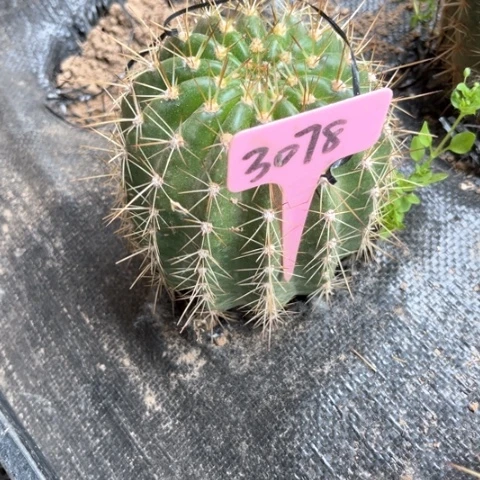岳**好清清703毛花柱微瑕3078