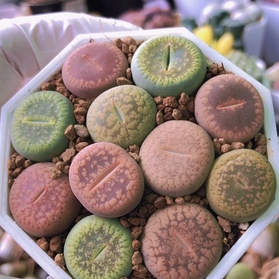 无花朵1094，1.7厘米左右如图