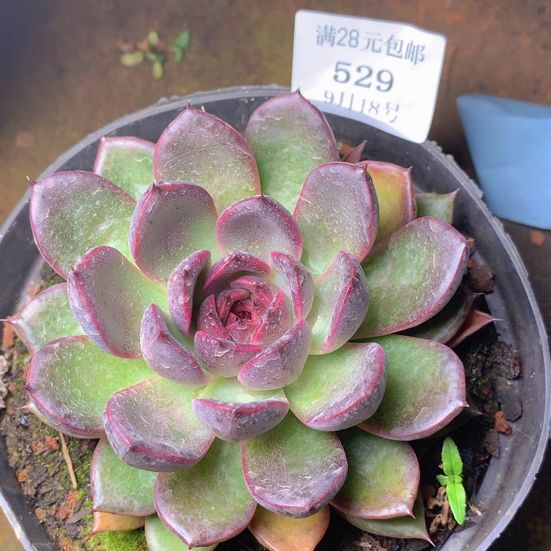 【闪购商品】云529号黑水晶8厘米