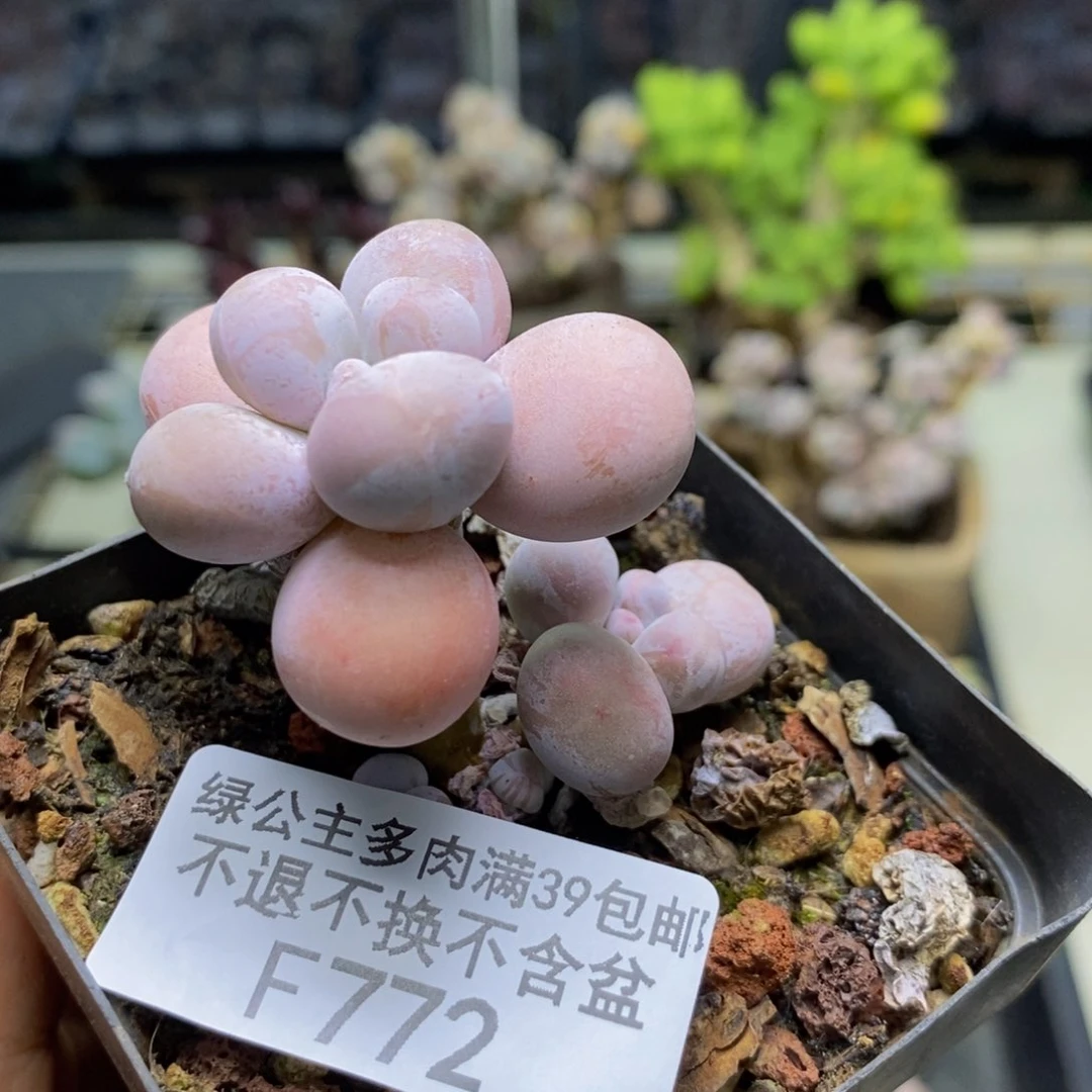 772橙奶多肉肉3c m