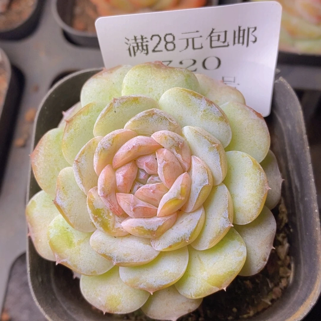 把自己照顾好720