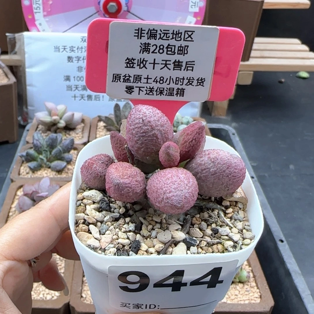 944服部多肉植物